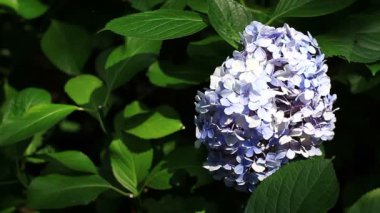 Shinjuku, Tokyo/Japonya - 20th Temmuz 2017: Onun bir doğa yerde Tokyo. fotoğraf makinesi: Canon Eos 7d