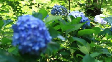 Shinjuku, Tokyo/Japonya - 20th Temmuz 2017: Onun bir doğa yerde Tokyo. fotoğraf makinesi: Canon Eos 7d