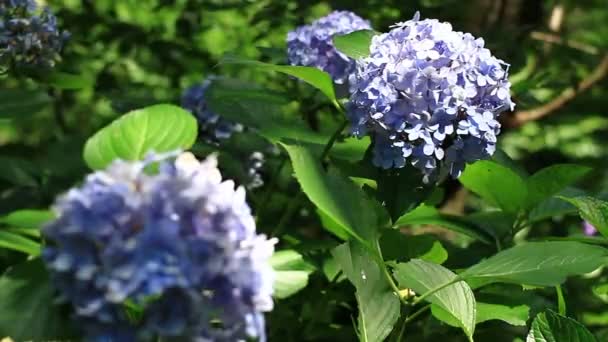 Shinjuku Tokyo Japan Juli 20Th 2017 Dess Ett Natur Läge — Stockvideo