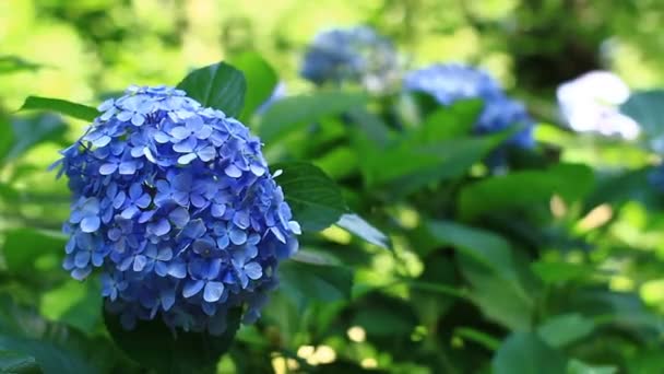 Shinjuku Tóquio Japão Julho 2017 Local Natural Tóquio Câmera Canon — Vídeo de Stock