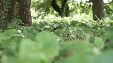 Shinjuku, Tokyo/Japonya - 20th Temmuz 2017: Onun bir doğa yerde Tokyo. fotoğraf makinesi: Canon Eos 7d