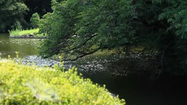 Shinjuku Tokio Japonsko 20Th Červenec 2017 Její Přírodní Lokalita Tokiu — Stock video