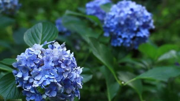 Shinjuku Tokio Juli 20E 2017 Zijn Een Natuur Locatie Tokio — Stockvideo