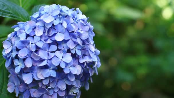 Shinjuku Tokio Japón Julio 2017 Lugar Natural Tokio Cámara Canon — Vídeos de Stock