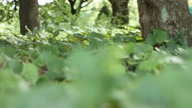 Shinjuku, Tokyo/Japonya - 20th Temmuz 2017: Onun bir doğa yerde Tokyo. fotoğraf makinesi: Canon Eos 7d