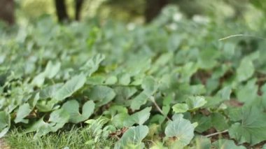Shinjuku, Tokyo/Japonya - 20th Temmuz 2017: Onun bir doğa yerde Tokyo. fotoğraf makinesi: Canon Eos 7d