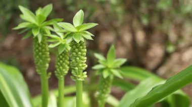 Shinjuku, Tokyo/Japonya - 20th Temmuz 2017: Onun bir doğa yerde Tokyo. fotoğraf makinesi: Canon Eos 7d