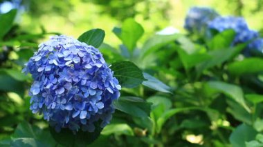 Shinjuku, Tokyo/Japonya - 20th Temmuz 2017: Onun bir doğa yerde Tokyo. fotoğraf makinesi: Canon Eos 7d