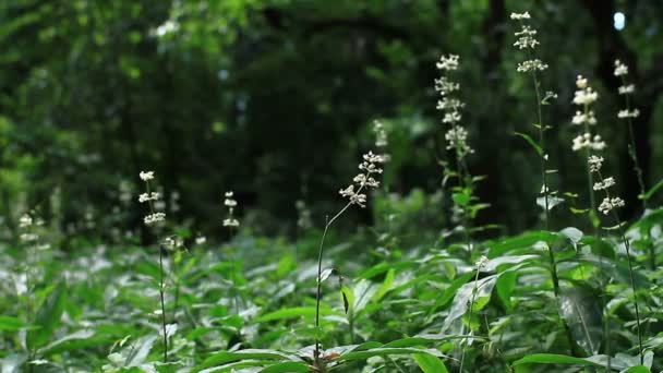 Shinjuku Tokyo Giappone Luglio 2017 Sua Posizione Naturale Tokyo Macchina — Video Stock