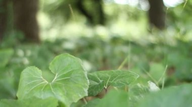 Shinjuku, Tokyo/Japonya - 20th Temmuz 2017: Onun bir doğa yerde Tokyo. fotoğraf makinesi: Canon Eos 7d