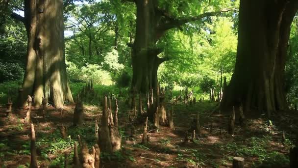 Shinjuku Tokio Juli 20E 2017 Zijn Een Natuur Locatie Tokio — Stockvideo