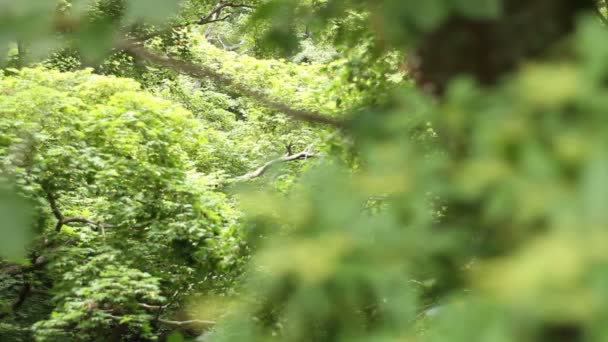 Chichibu Saitama Japón Junio 2017 Lugar Natural Saitama Cámara Canon — Vídeos de Stock