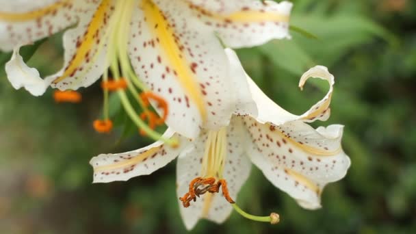 Chichibu Saitama Japan August 5Th 2017 Its Lily Forest Saitama — Stock Video