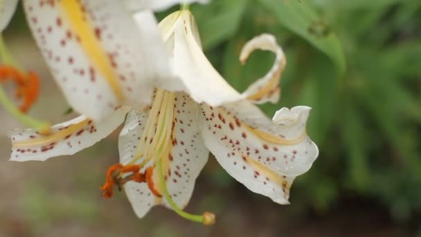 Chichibu Saitama Japan August 5Th 2017 Its Lily Forest Saitama — Stock Video