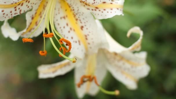 Chichibu Saitama Japon Août 2017 Est Lis Dans Forêt Saitama — Video