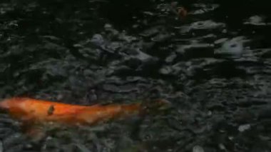 Toranomon, Tokyo/Japonya - 21 Ağustos 2017: Its Japon Tokyo geleneksel Tapınak, havuzda carps. fotoğraf makinesi: Canon Eos 5d mark4