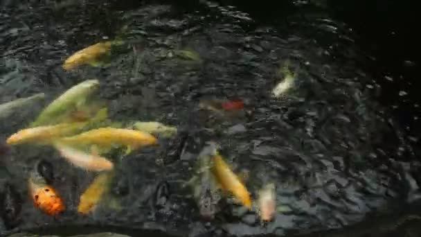 Toranomon Tokyo Japan August 21Th 2017 Its Japanese Carps Pond — Stock Video