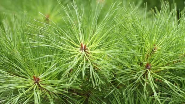 Chichibu Saitama Japan Juni 2017 Zijn Een Natuur Locatie Saitama — Stockvideo