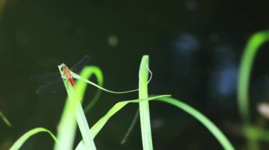 Itadori district, Gifu/Japonya - 7th Ağustos 2018: onun orman Gifu Japonya'da bir gölette. fotoğraf makinesi: Canon Eos 5d mark4