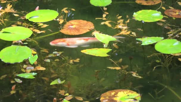 日本岐阜县伊塔多里区 2018年8月7日 它是日本岐阜市森林中的一个池塘 Eos 标记4 — 图库视频影像