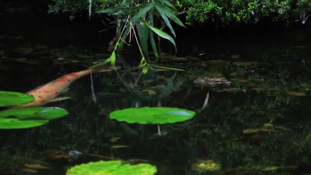 Itadori District Gifu Japan Augustus 2018 Zijn Een Vijver Bij — Stockvideo