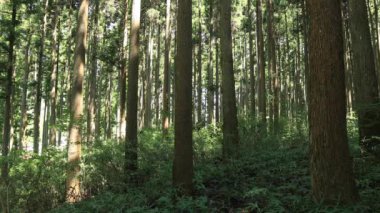 Itadori, Gifu/Japonya - 7th Ağustos 2018: Doğa konumunda Gifu Japonya. fotoğraf makinesi: Canon Eos 5d mark4