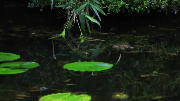 Itadori Повіт Gifu Японія Серпня 2018 Роки Його Ставок Ліс — стокове відео