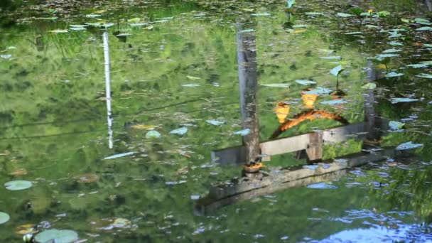 Distrito Itadori Gifu Japón Agosto 2018 Estanque Bosque Gifu Japón — Vídeos de Stock