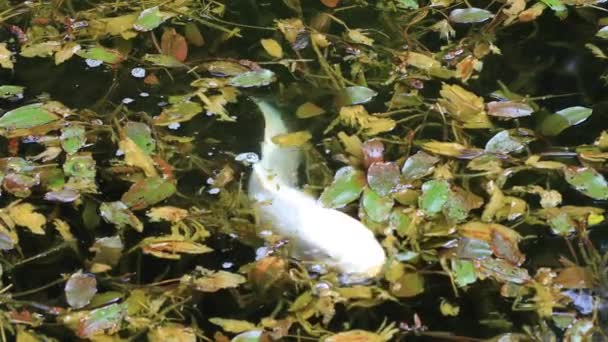 Distrito Itadori Gifu Japón Agosto 2018 Estanque Bosque Gifu Japón — Vídeos de Stock