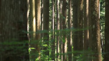 Itadori, Gifu/Japonya - 7th Ağustos 2018: Doğa konumunda Gifu Japonya. fotoğraf makinesi: Canon Eos 5d mark4