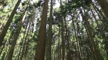 Itadori, Gifu/Japonya - 7th Ağustos 2018: Doğa konumunda Gifu Japonya. fotoğraf makinesi: Canon Eos 5d mark4