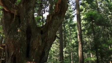 Itadori, Gifu/Japonya - 7th Ağustos 2018: Doğa konumunda Gifu Japonya. fotoğraf makinesi: Canon Eos 5d mark4