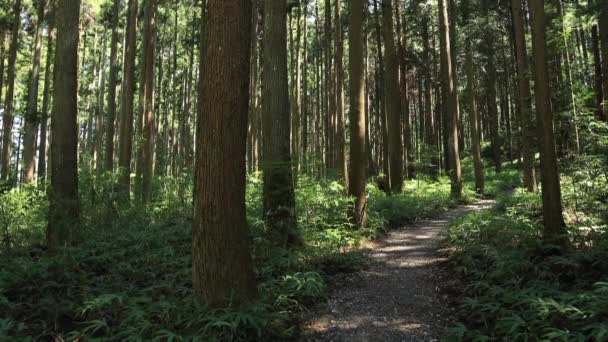 Itadori Gifu Japão Agosto 2018 Sua Localização Natural Gifu Japão — Vídeo de Stock