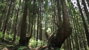 Itadori, Gifu/Japonya - 7th Ağustos 2018: Doğa konumunda Gifu Japonya. fotoğraf makinesi: Canon Eos 5d mark4