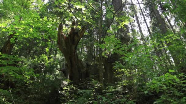 Itadori Gifu Japón Agosto 2018 Ubicación Natural Gifu Japón Cámara — Vídeos de Stock