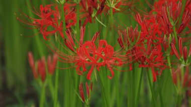 Kinchakuda, Saitama/Japonya - 20th Eylül 2018: Onun Saitama küme amaryllis parkta. fotoğraf makinesi: Canon Eos 5d mark4