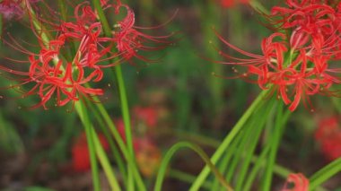 Kinchakuda, Saitama/Japonya - 20th Eylül 2018: Onun Saitama küme amaryllis parkta. fotoğraf makinesi: Canon Eos 5d mark4
