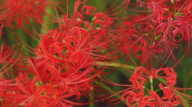 Kinchakuda, Saitama/Japonya - 20th Eylül 2018: Onun Saitama küme amaryllis parkta. fotoğraf makinesi: Canon Eos 5d mark4