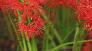 Kinchakuda, Saitama/Japonya - 20th Eylül 2018: Onun Saitama küme amaryllis parkta. fotoğraf makinesi: Canon Eos 5d mark4