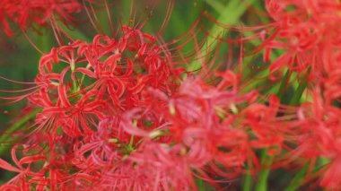 Kinchakuda, Saitama/Japonya - 20th Eylül 2018: Onun Saitama küme amaryllis parkta. fotoğraf makinesi: Canon Eos 5d mark4