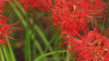 Kinchakuda, Saitama/Japonya - 20th Eylül 2018: Onun Saitama küme amaryllis parkta. fotoğraf makinesi: Canon Eos 5d mark4