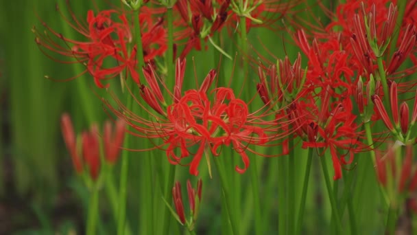 Kinchakuda Saitama Japan September 20Th 2018 Its Cluster Amaryllis Park — Stock Video