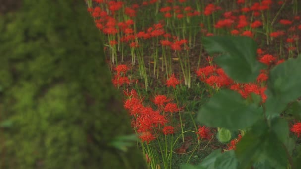 Kinchakuda Saitama Japan September 2018 Ist Ein Cluster Amaryllis Park — Stockvideo