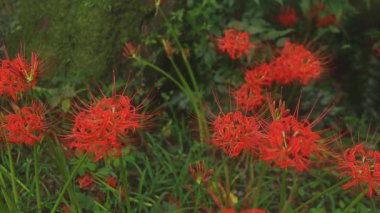 Kinchakuda, Saitama/Japonya - 20th Eylül 2018: Onun Saitama küme amaryllis parkta. fotoğraf makinesi: Canon Eos 5d mark4