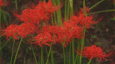 Kinchakuda, Saitama/Japonya - 20th Eylül 2018: Onun Saitama küme amaryllis parkta. fotoğraf makinesi: Canon Eos 5d mark4