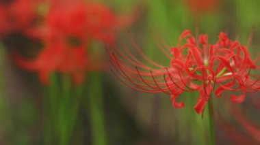 Kinchakuda, Saitama/Japonya - 20th Eylül 2018: Onun orman Saitama Japonya'da bir kasırga lily. fotoğraf makinesi: Canon Eos 5d mark4
