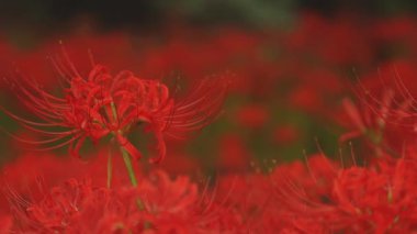 Kinchakuda, Saitama/Japonya - 20th Eylül 2018: Onun orman Saitama Japonya'da bir kasırga lily. fotoğraf makinesi: Canon Eos 5d mark4