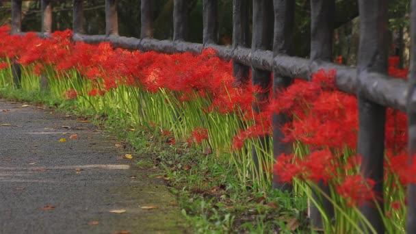 Kinchakuda Saitama Japan September 20Th 2018 Dess Kluster Amaryllis Park — Stockvideo