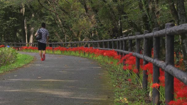 Kinchakuda Saitama Japan September 2018 Ist Ein Cluster Amaryllis Park — Stockvideo