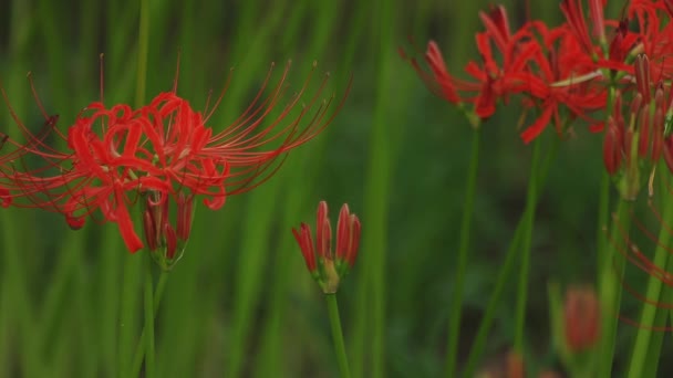 Kinchakuda Saitama Japán Szeptember 2018 Fürt Amaryllis Park Saitama Fényképezőgép — Stock videók